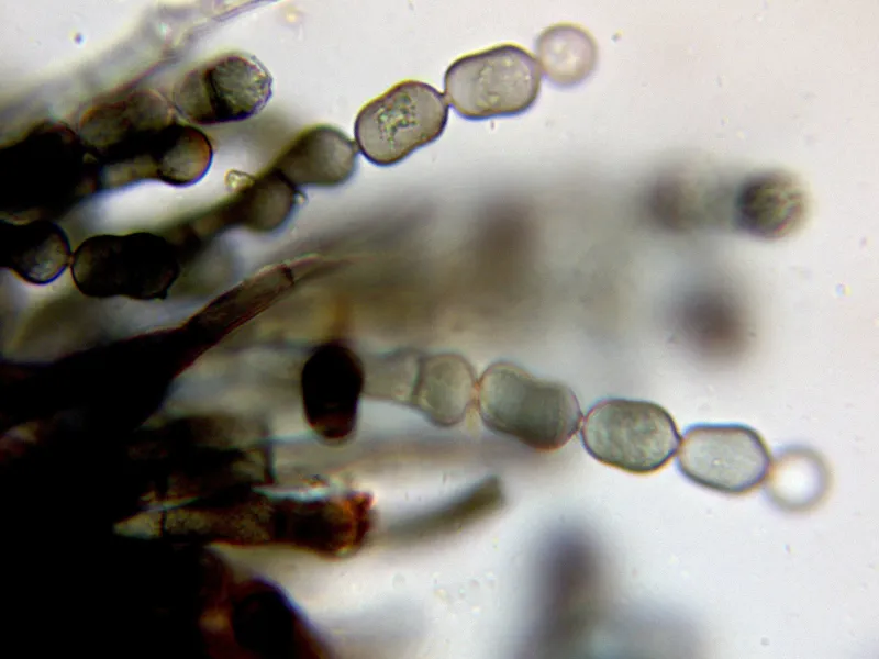 Chaetosphaerella fusca 10 - Hifas conidiógenas -001